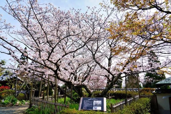 🌳 시라노에 식물공원 이미지 8